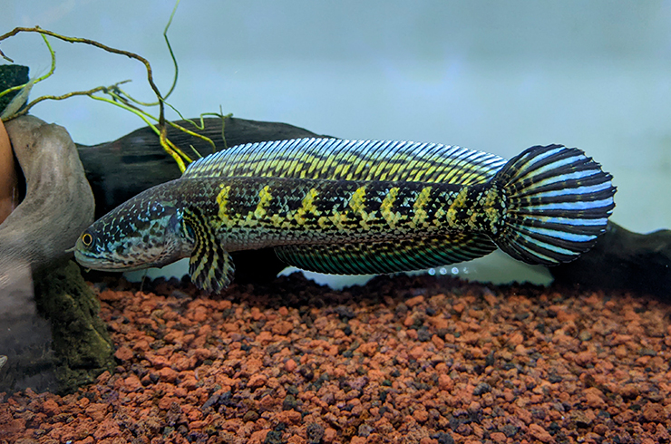 Змееголов Золотая кобра