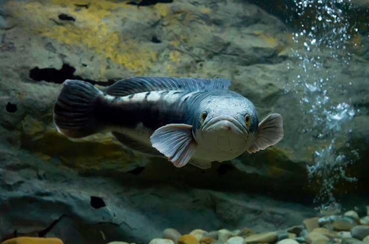 Змееголовов содержат поодиночке или парами