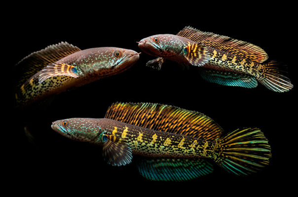 Змееголовы – красивые, но зачастую крупные и агрессивные рыбы