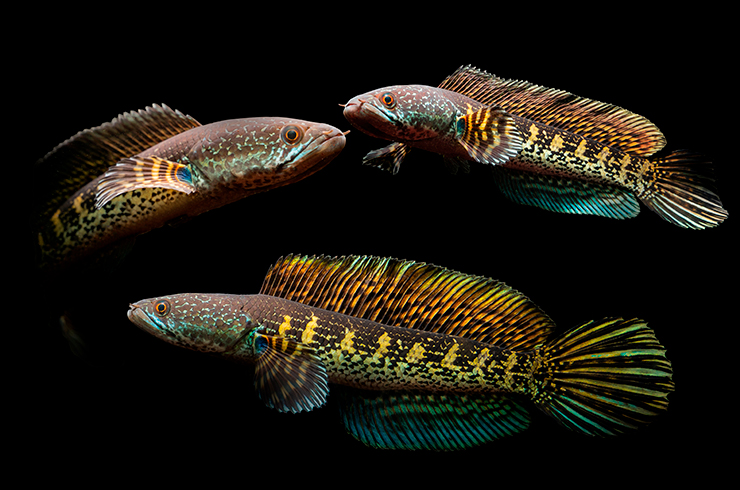 Змееголовы – красивые, но зачастую крупные и агрессивные рыбы