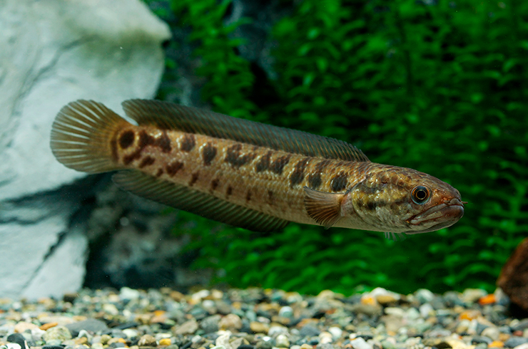 Змееголовы не всегда привыкают к сухому корму