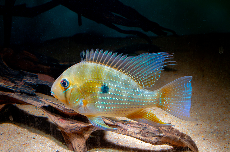 Акарихт Геккеля, или резьбовая акара