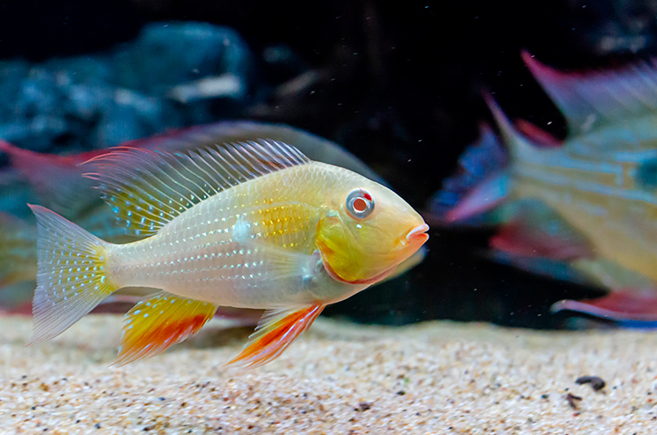 Акарихты любят перекапывать грунт, поэтому лучше всего использовать песчаный субстрат