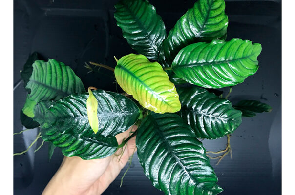 Анубиас Бартера кофейнолистный