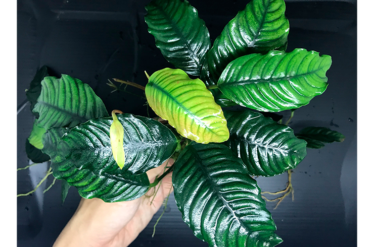 Анубиас Бартера кофейнолистный