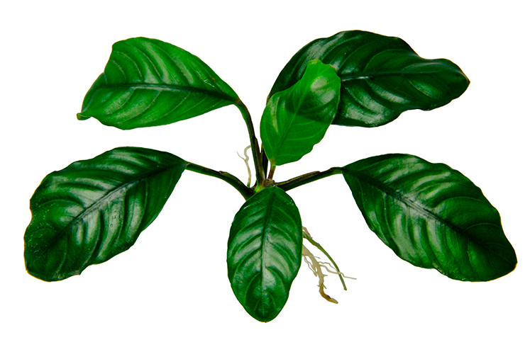 Анубиас кофейнолистный. Внешний вид