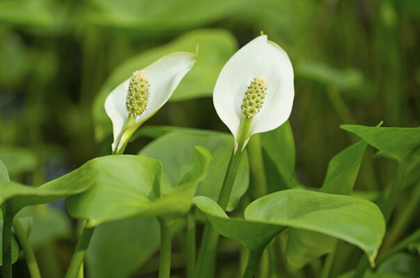 Белокрыльник болотный