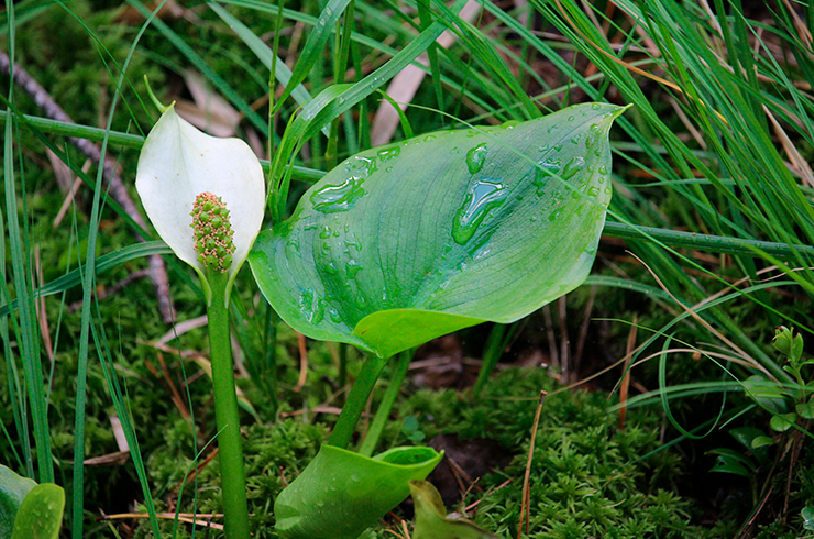 Белокрыльник – красивое, но ядовитое растение