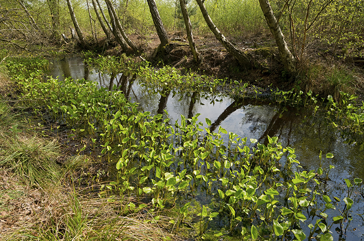 Белокрыльник предпочитает жить по берегам рек и ручьев