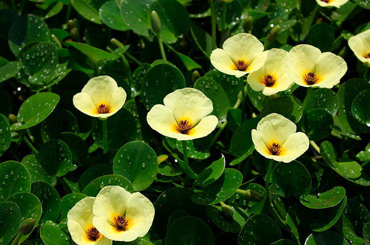 Цветки водяного мака цветут всего день, но появляются один за другим