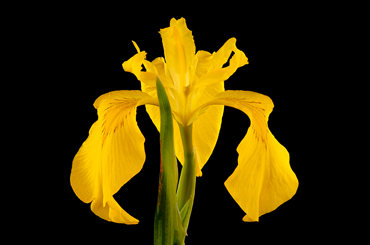 Цветок ириса болотного