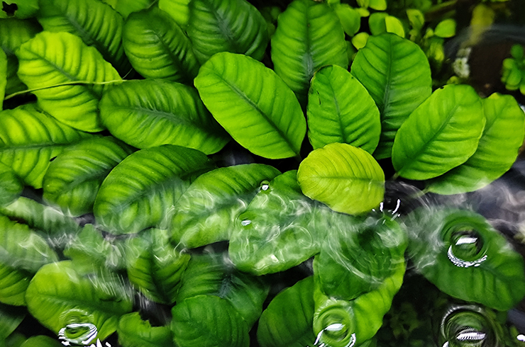 Декоративные листья анубиаса кофейнолистного украсят любой аквариум