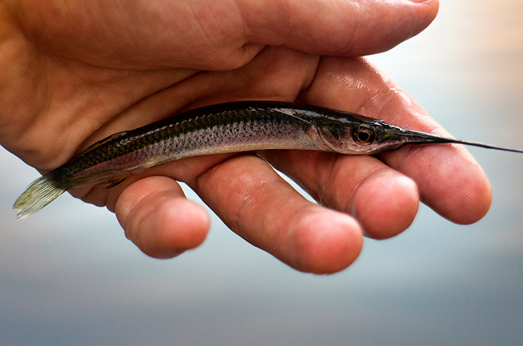 Для содержания пресноводного саргана потребуется просторный аквариум
