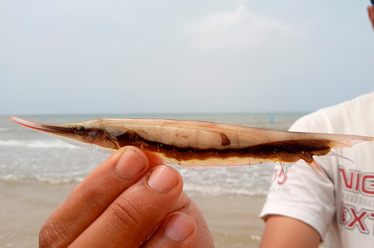 Экземпляр пресноводной рыбы-иглы, пойманный в Индонезии