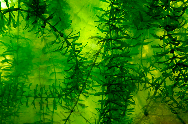 Гидрилла может расти как в грунте, так и просто плавая в толще воды