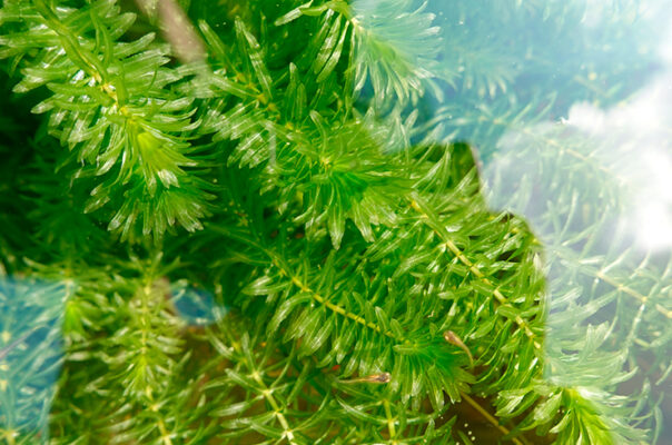 Гидрилла мутовчатая