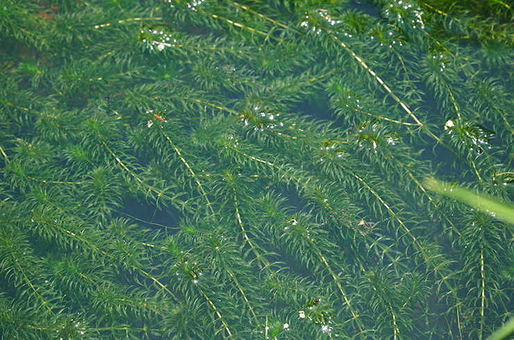 Гидрилла мутовчатая широко распространена в водоемах Восточного полушария