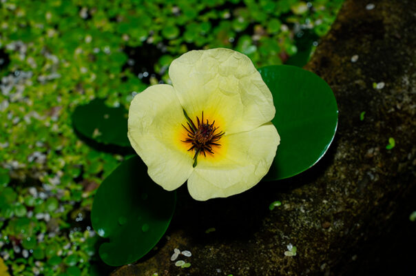 Гидроклеис кувшинковый, или водяной мак