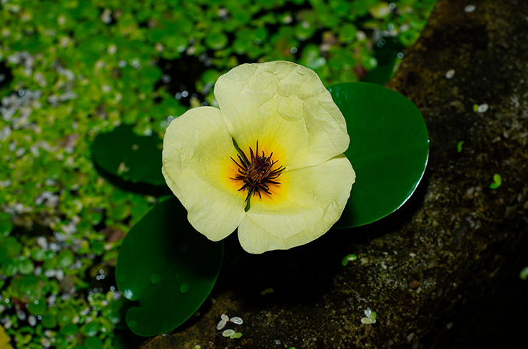 Гидроклеис кувшинковый, или водяной мак