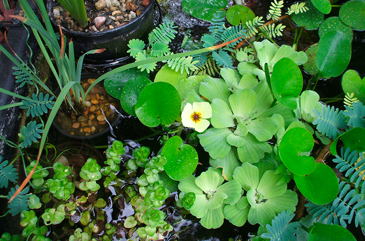 Гидроклеис кувшинковый украсит любой декоративный пруд