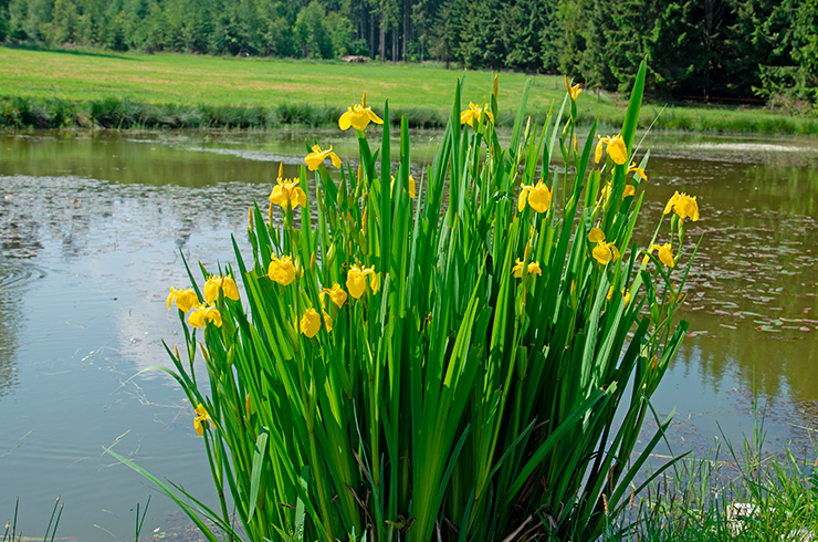 Ирис болотный неприхотлив в содержании