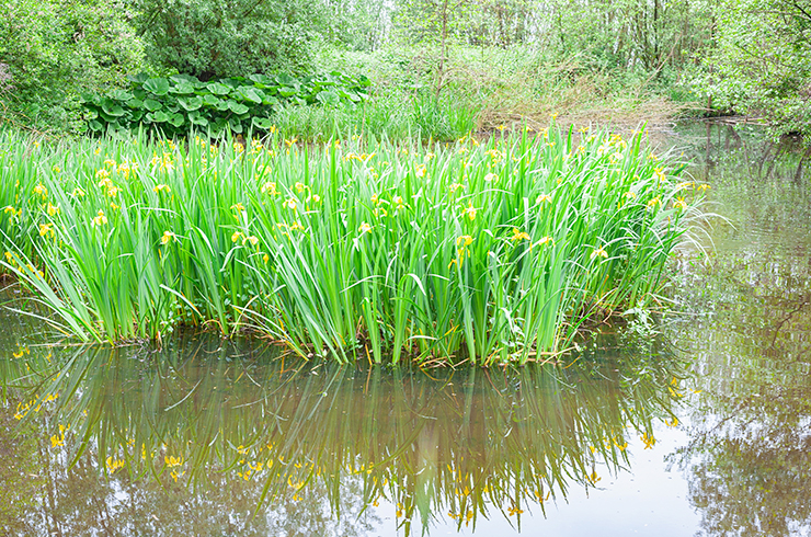 Ирис болотный образует густые заросли