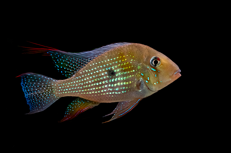 Крайние лучи спинного и хвостового плавников имеют нитевидные выросты