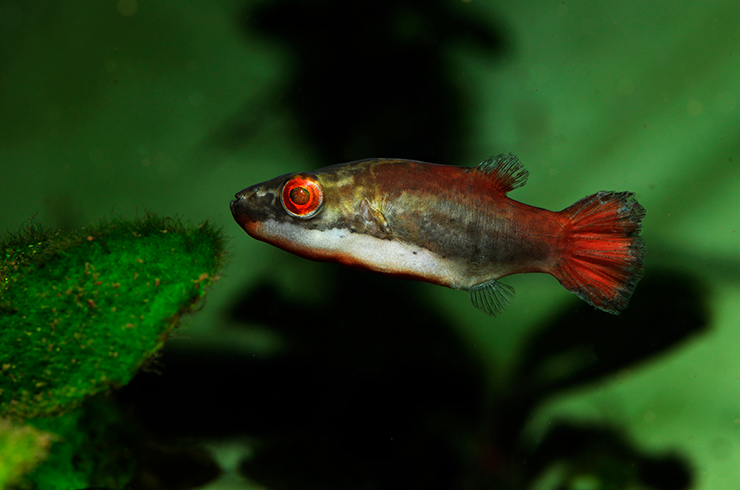Краснохвостых тетраодонов лучше содержать в видовом аквариуме