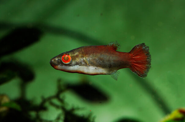 Краснохвостый тетраодон
