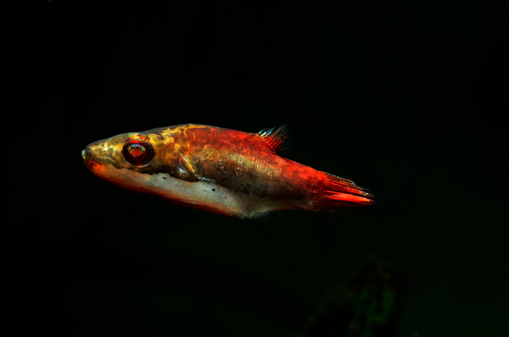 Красные глаза – яркий внешний признак тетраодона