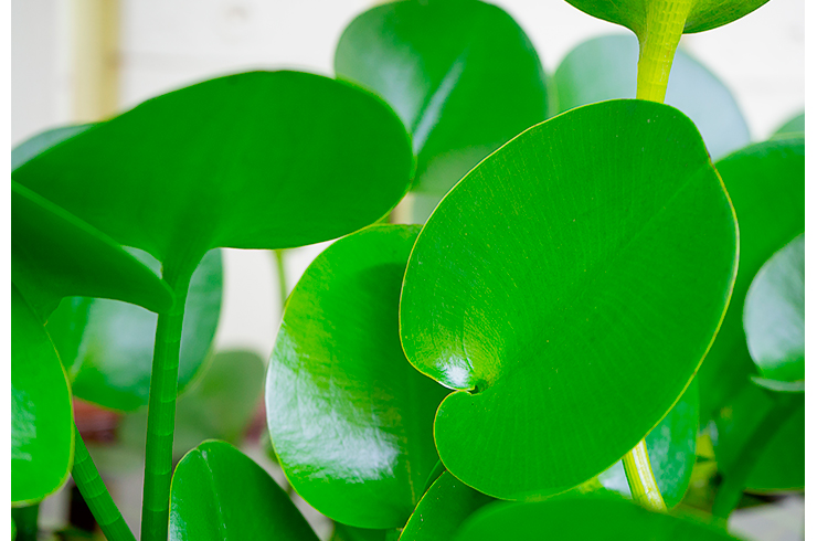 Листовые пластинки гидроклеиса кувшинкового