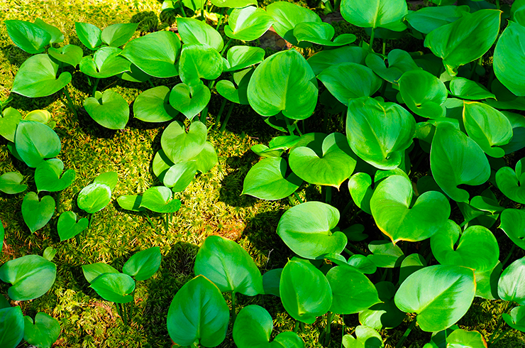Листья болотного белокрыльника