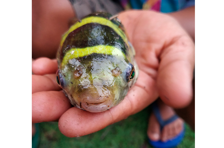 Окрас амазонского тетраодона напоминает пчелиный