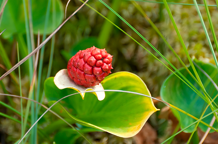 Плод белокрыльника болотного