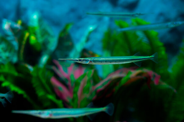 Пресноводная рыба-игла, или пресноводный сарган