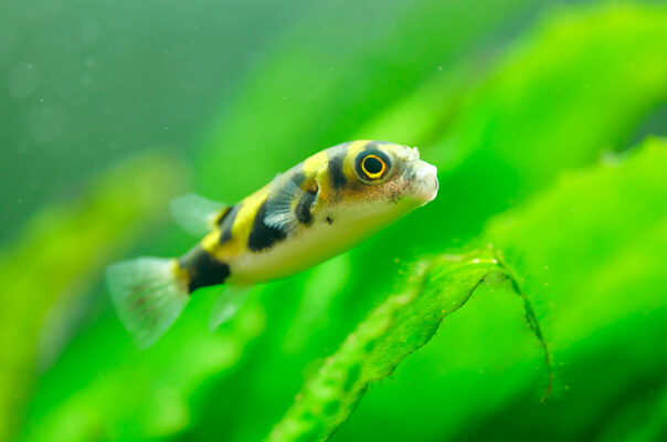 Тетраодон амазонский