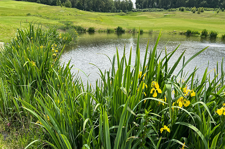 У ириса болотного хорошо развиты механизмы саморасселения