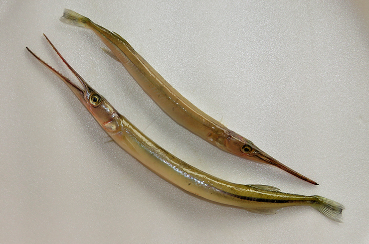 В длинной ротовой полости рыбы-иглы хорошо видны острые зубы