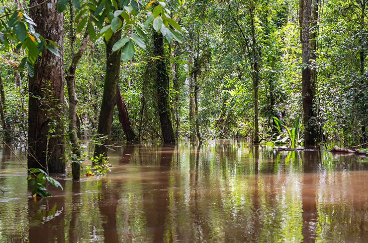 В подобных биотопах можно отыскать амазонского тетраодона