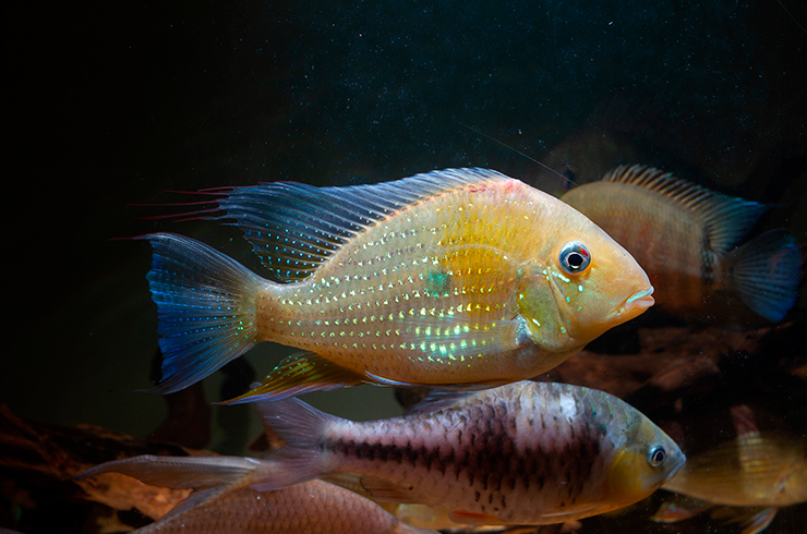 В рационе акарихтов должны быть продукты животного и растительного происхождения