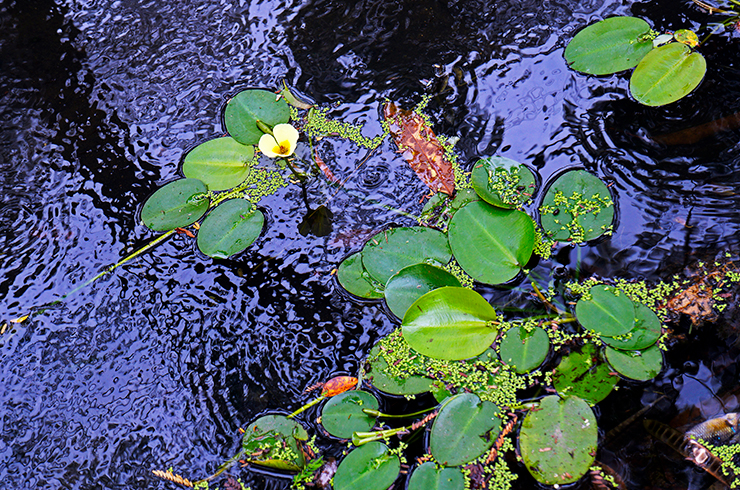 Водяной мак способен размножаться как вегетативно, так и семенами