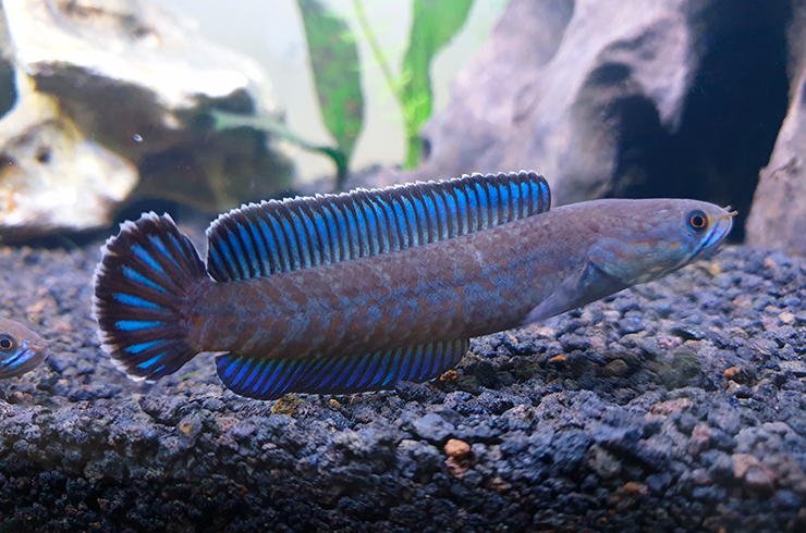 Чаще всего змееголов андрао предпочитает натуральную пищу