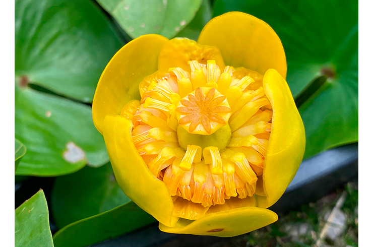 Цветок желтой кубышки крупным планом