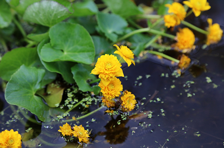 Декоративная форма калужницы болотной с махровыми цветками