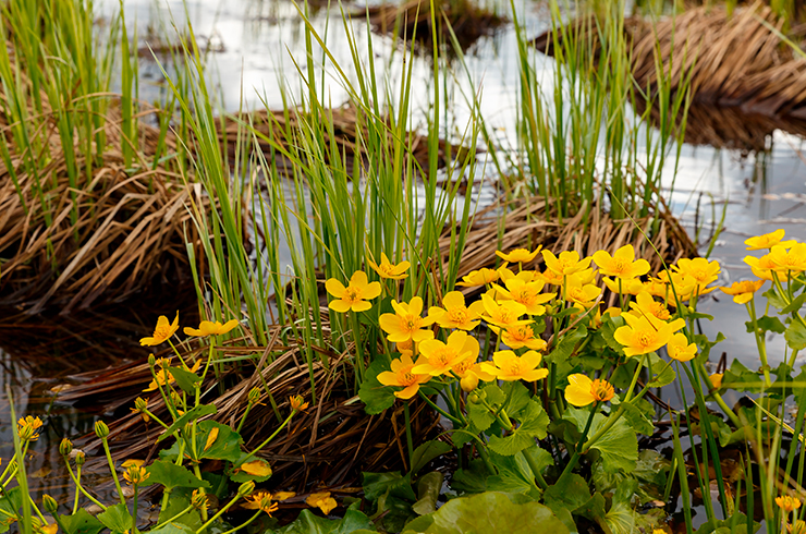 Калужница болотная отличается высокой зимостойкостью