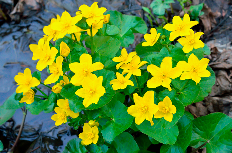 Калужница болотная