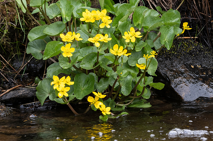 Калужница – любитель влажных мест обитания