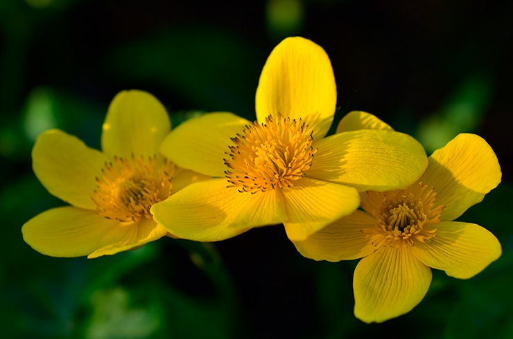 Калужница начинает цветение ранней весной