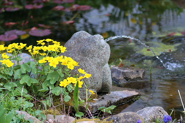 Калужница украсит любой декоративный пруд