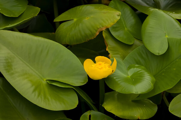 Кубышка желтая